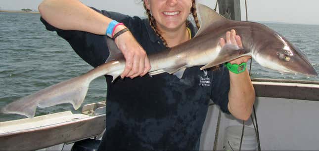 smooth dogfish