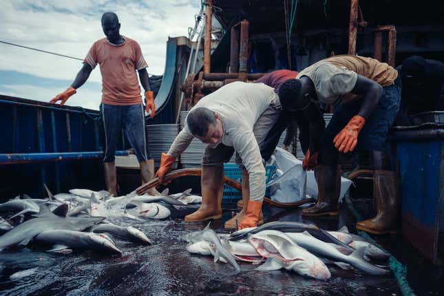 A Chinese fishermen and three local sailors clean recently caught shark.
