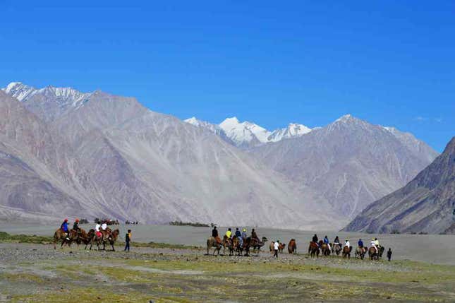 The camel safari in Nubra valley.
