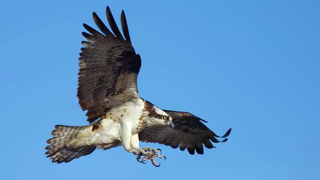Image for article titled Bob Dole Picked Off By Large Hawk Circling Arena Parking Lot