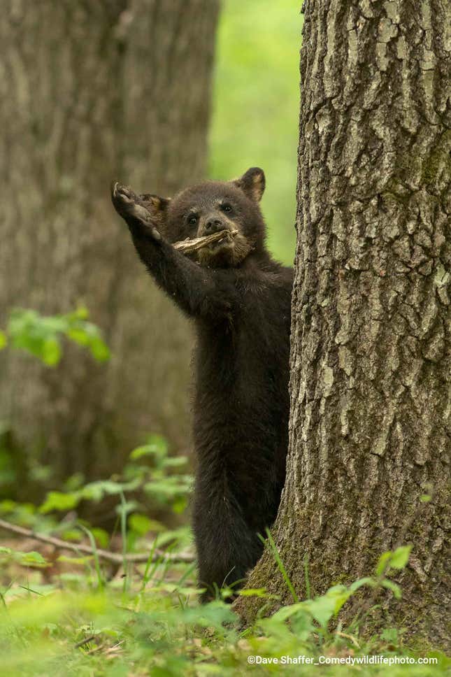 A black bear cub waves from behind a tree trunk.