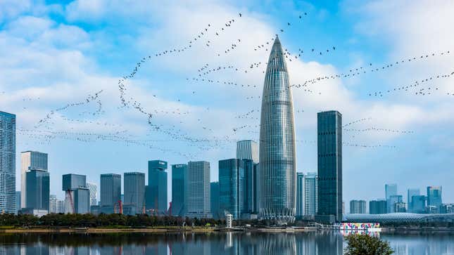 Migrating flocks of great cormorants fly over Shenzhen, China.