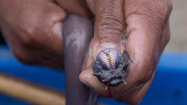 Imagen para el artículo titulado 11 cosas aterradoras que nunca supiste sobre el océano