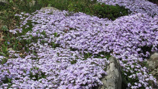 Image for article titled 10 of the Best Flowering Ground Covers (to Spruce Up Your Boring Grass)