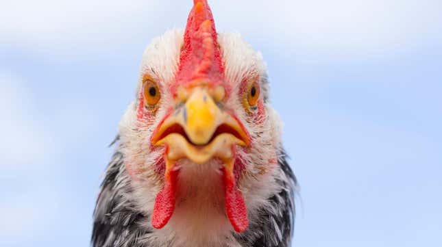 Close-up of angry-looking chicken