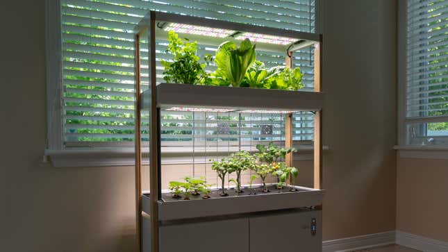 A Rise Garden with two layers of growing plants, illuminated by the LED grow lights.