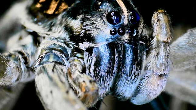 Image for article titled Scientists Are Using Dead Spiders as Horrifying Claw Grabbers