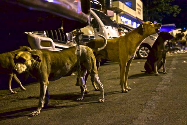 The dogs of Mumbai.