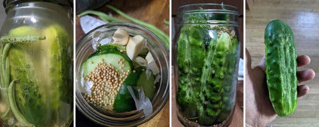 From the left, a freshly pickled pickling cucumber, cucumbers stuffed into pickling jars, an overhead of the pickling spices, garlic and dill in a jar of pickles, and finally, fermented sour pickles in a jar.
