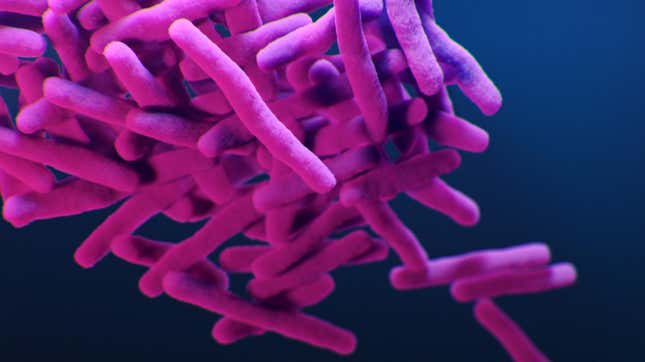 A medical illustration of drug-resistant Mycobacterium tuberculosis bacteria