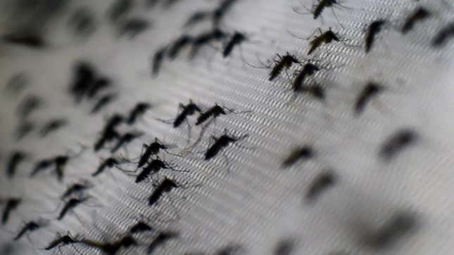 A photo of Aedes aegypti mosquitoes infected with the Wolbachia bacterium, taken at the Oswaldo Cruz foundation in Rio de Janeiro, Brazil, on October 2, 2014. 