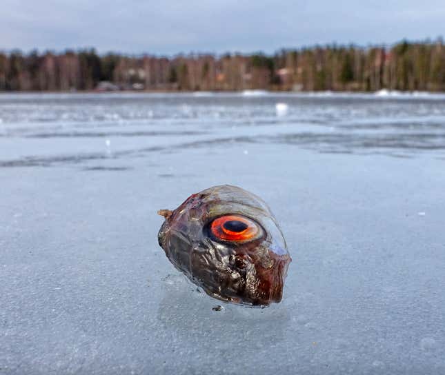 A fish head lies frozen on an icy lake.