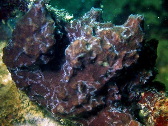 La esponja huésped (Petrosia) donde varios extremos posteriores de un espécimen del gusano Ramisyllis multicaudata pueden verse como líneas blancas arrastrándose sobre la superficie de la esponja.
