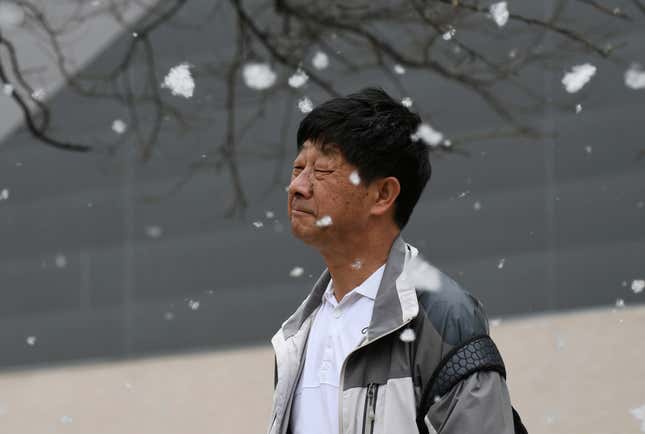 A man stands amid clouds of pollen in Beijing