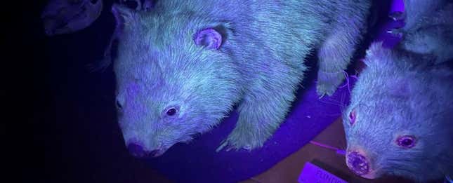 Imagen para el artículo titulado El ornitorrinco no estaba solo: descubren que los wombats también pueden brillar en la oscuridad