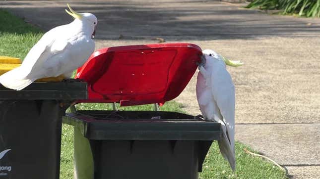 Imagen para el artículo titulado Las cacatúas australianas se están enseñando unas a otras a abrir y asaltar los cubos de la basura