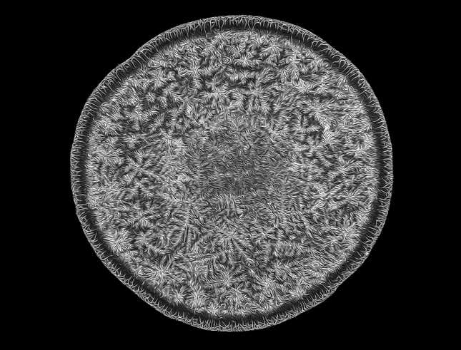 Image for article titled Feather scales, pollen grains, and a single teardrop: what photos of the microscopic world reveal