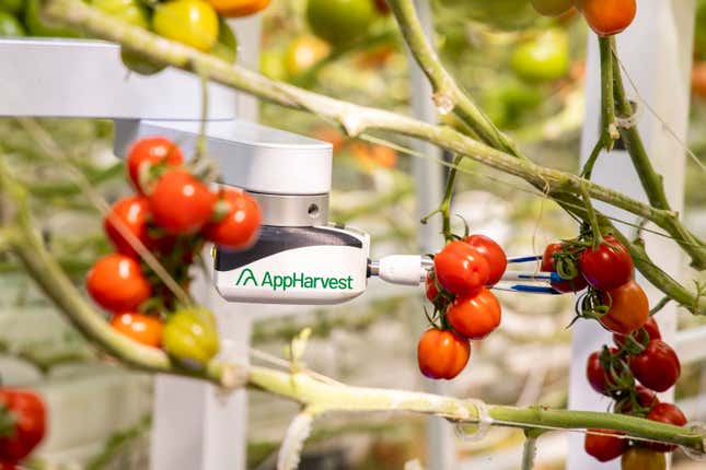 An AppHarvest robot picks vegetables.