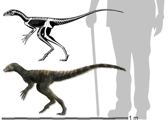 A skeletal and scaled reconstruction of the specimen, with a human for scale.