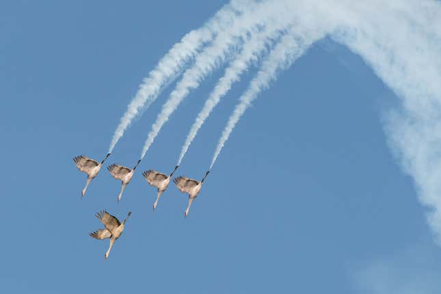 Four sandhill cranes give the illusion of exhaust trails, from an airshow.