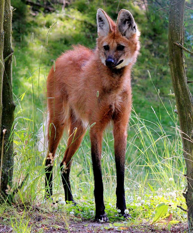 A maned wolf