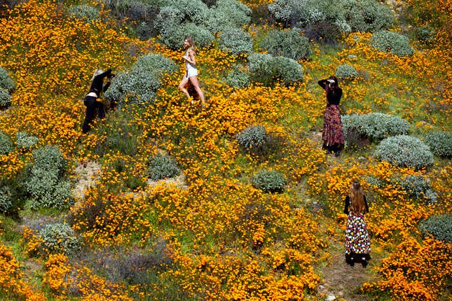 Image for article titled California’s colorful super blooms, in pictures