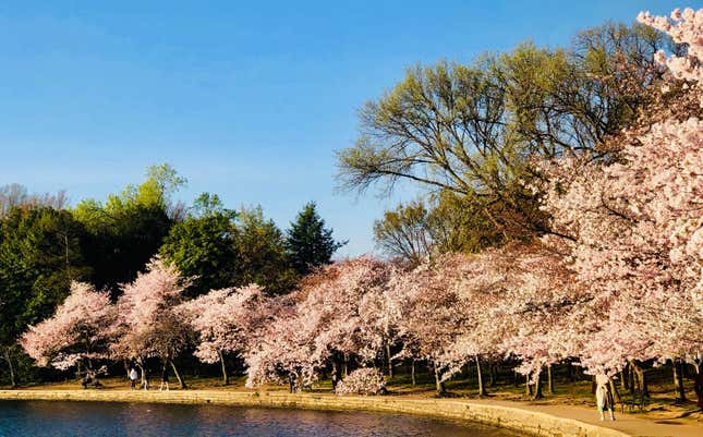 Cherry blossoms.