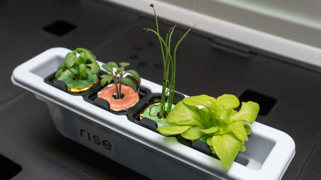 Four different sprouted seeded pods inside one of the Rise Garden's plastic starter nurseries.