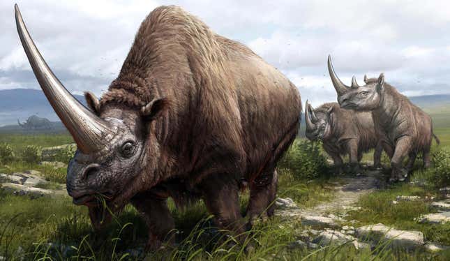 Illustration showing an artist’s interpretation of the three extinct rhinoceros species analyzed in the new study. A Siberian unicorn is shown in the foreground, with a pair of Merck’s rhinoceroses behind it. A woolly rhinoceros can be seen in the distant background. 