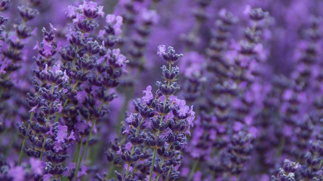 The Difference Between French and English Lavender