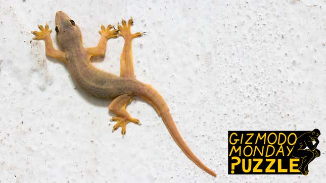 Image for article titled Gizmodo Monday Puzzle: Help the Gecko Find a Shortcut