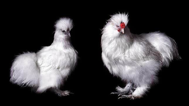 two of the prettiest chickens i've ever seen