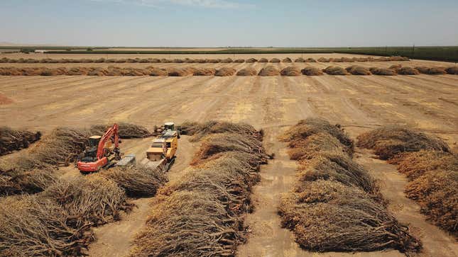 Dead almond trees lie in an open field after they were removed by a farmer because of a lack of water to irrigate them, in Huron, California.