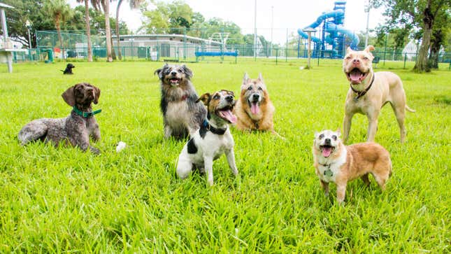 Six dogs standing in the grass at a dog park