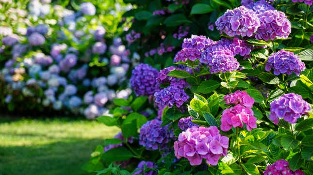 Image for article titled 7 Shrubs to Plant Now so They Bloom in the Spring