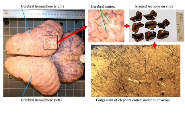 Elephant brain studies