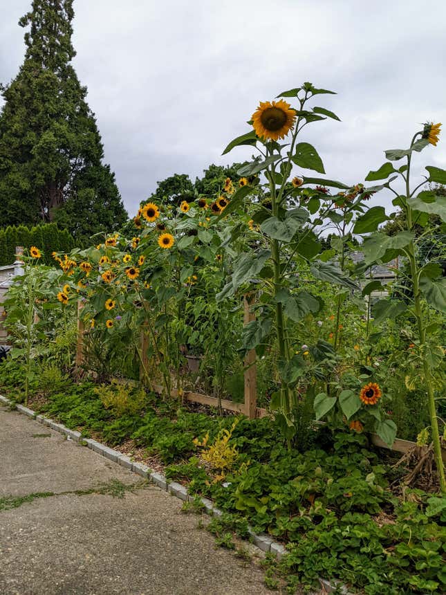 The back of my flower wall from my neighbors view. The 15 foot sunflowers tower over everything. 