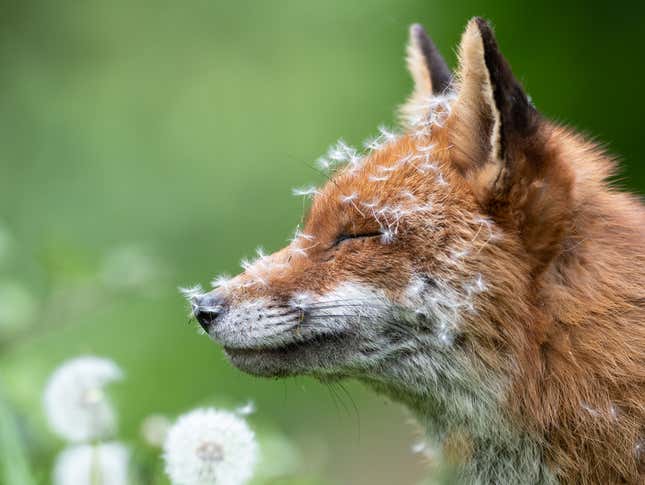 A female fox covered in dandelion pappi.