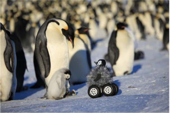 robo pingu