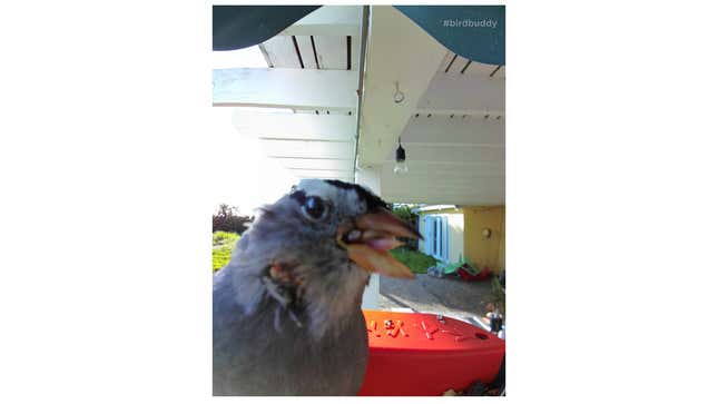 A photo from the Bird Buddy