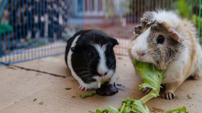 Guinea pigs eating lettuce