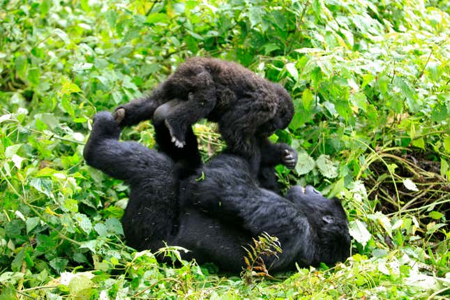 A mountain gorilla plays with a young gorilla in a clearing in Virunga national park in the Democratic Republic of Congo, near the border town of Bunagana