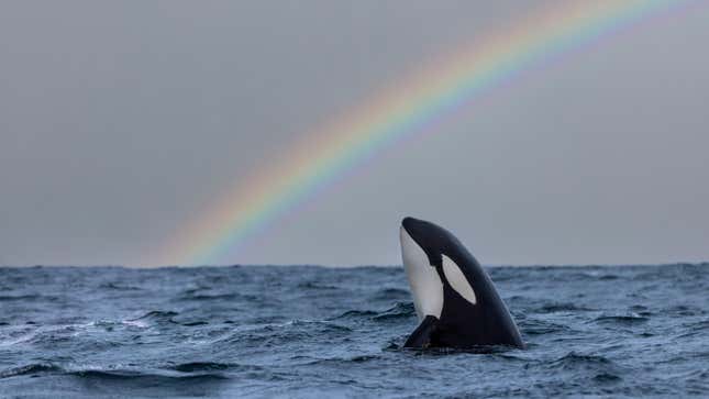 Image for article titled &#39;Atlantic&#39; Writer Calls Orcas &#39;Sadistic Jerks,&#39; Says We Shouldn&#39;t Defend Them