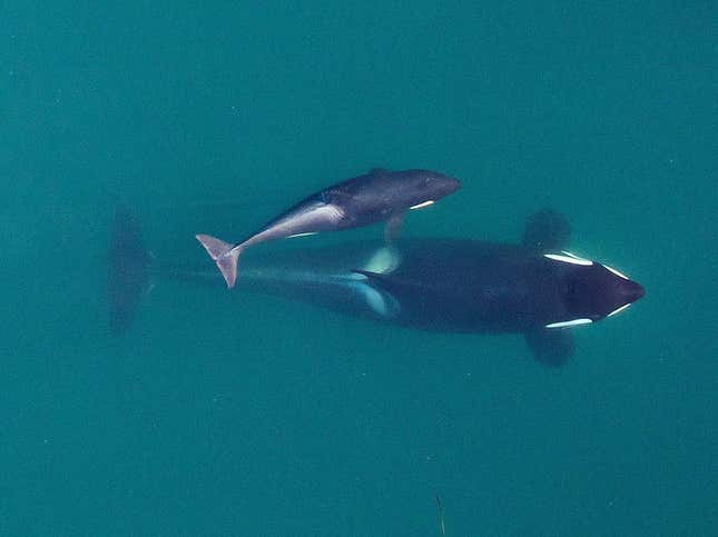 J16 with her calf.