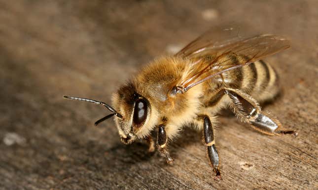 Imagen para el artículo titulado Graban a dos abejas desenroscando juntas un tapón de Fanta
