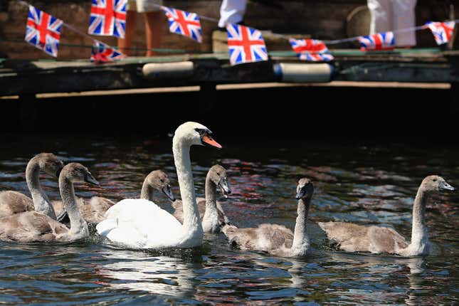 Um cisne e seis cygnets nadando no Tâmisa, com uma fileira de bandeiras Union Jack tremulando atrás deles.