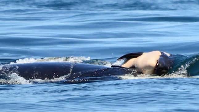 Image for article titled Orca Mother Carries Around Dead Calf For Two Weeks As Warning To All Who Would Defy Her