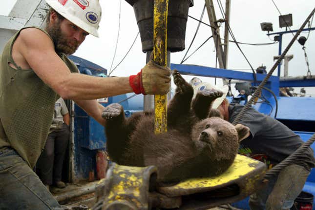 Workers near Alaska's Lake Teshekpuk take a core sample from a grizzly bear cub.