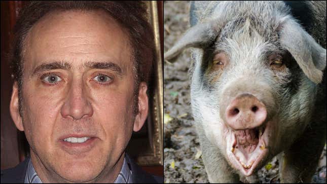 Image for article titled Last Call: It's a Fun Fact Friday starring a horny pig and Nicolas Cage