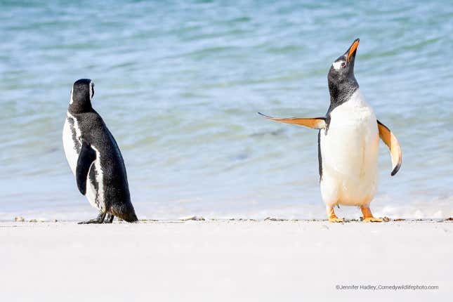 Two gentoo penguins, one of them mid-shake.